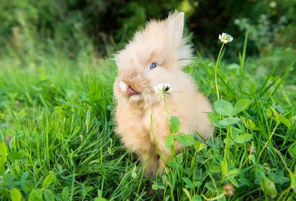 Piękny brązowy królik — Zdjęcie stockowe