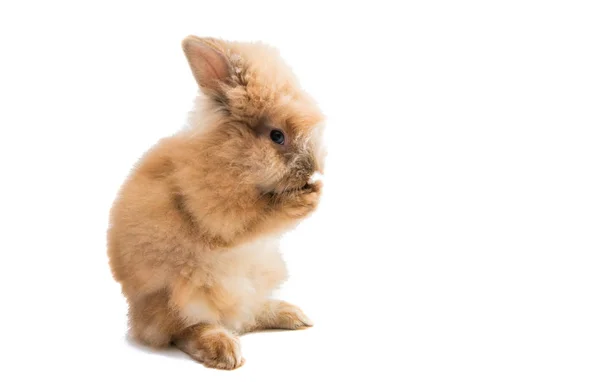 Schöne Kaninchen isoliert — Stockfoto