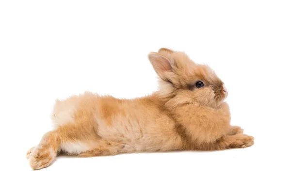 Beautiful rabbit isolated — Stock Photo, Image