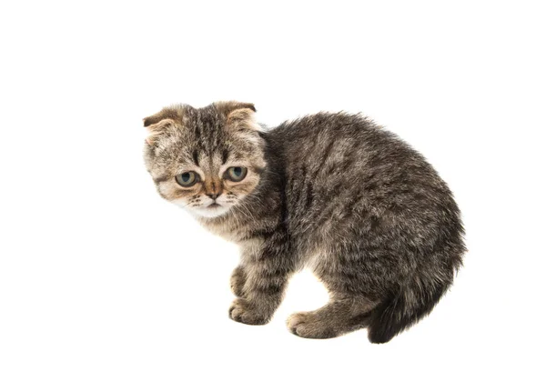 Grijs kitten dier — Stockfoto