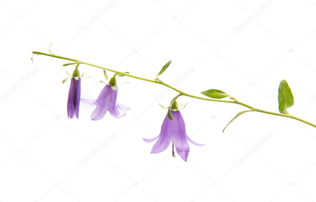Meadow bell isolated 