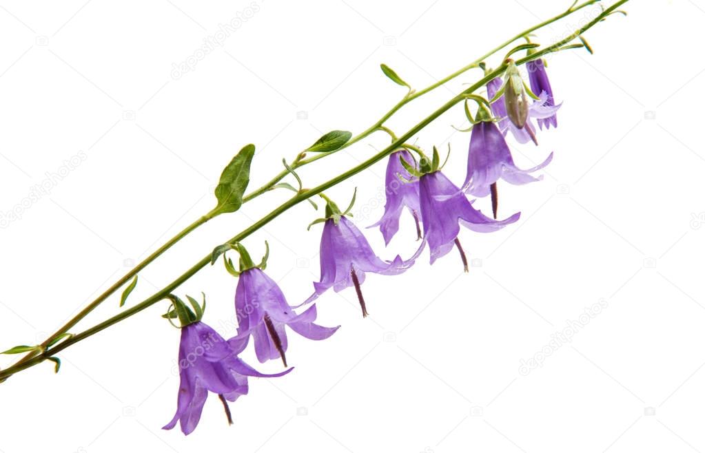 Meadow bell isolated 