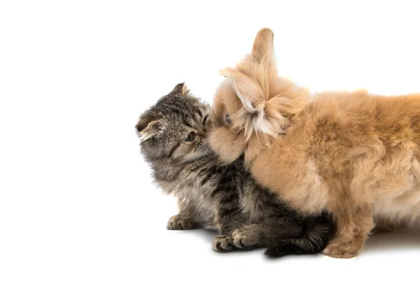 Gatinho e coelho isolados — Fotografia de Stock