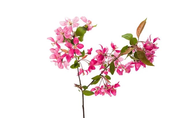 애플 트리 절연의 핑크 꽃 — 스톡 사진