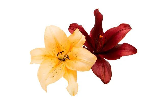 Lilienblüte isoliert — Stockfoto