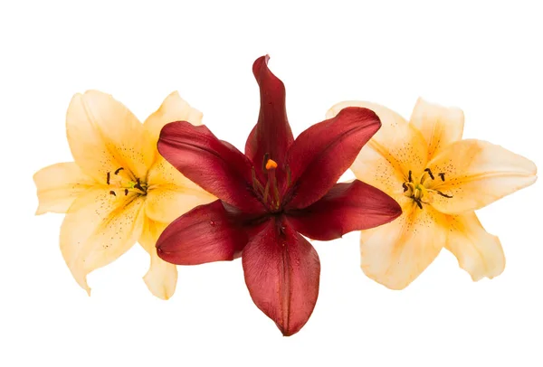 Lilie květiny izolované — Stock fotografie