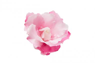 Pink oleander flower isolated  clipart