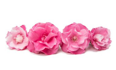 İzole pembe zakkum çiçeği 