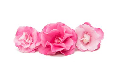 İzole pembe zakkum çiçeği 