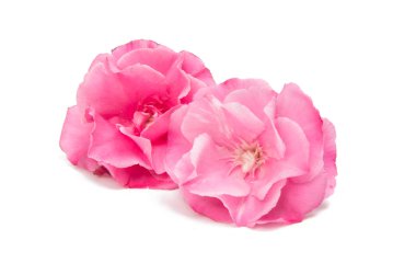 İzole pembe zakkum çiçeği 