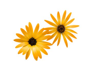 osteospermum papatya veya cape papatya çiçek çiçek 