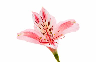 Pembe alstroemeria yaz çiçek