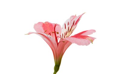 Pembe alstroemeria yaz çiçek