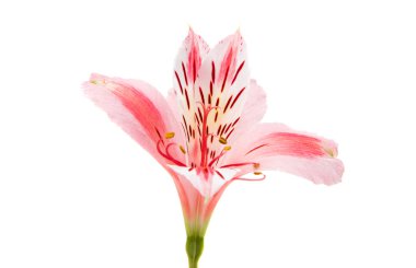 Pembe alstroemeria yaz çiçek