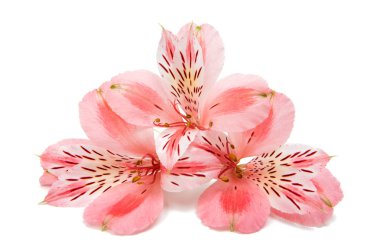 Pembe alstroemeria yaz çiçek