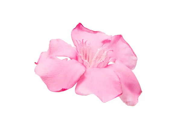 Λουλούδι ροζ πικροδάφνες απομονωμένες — Φωτογραφία Αρχείου