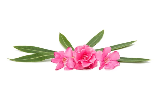 분홍색 서양 협 죽도 꽃 절연 — 스톡 사진