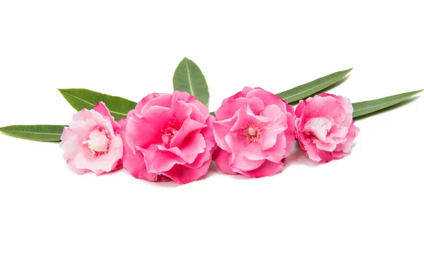 Oléandre rose fleur isolée — Photo
