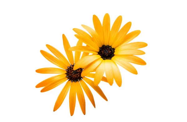 Osteospermum daisy oder cape daisy flower Blume — Stockfoto