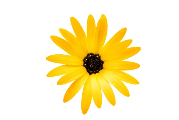 Osteospermum Daisy or Cape Daisy Flower Flower — Stock Photo, Image