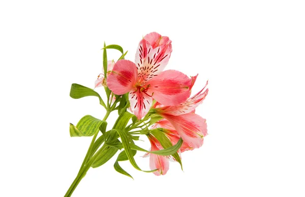 Pembe alstroemeria yaz çiçek — Stok fotoğraf