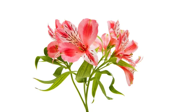 Alstremeria różowy kwiat lato — Zdjęcie stockowe