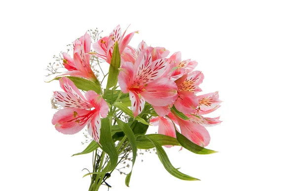 Letní květina růžová kosatců — Stock fotografie