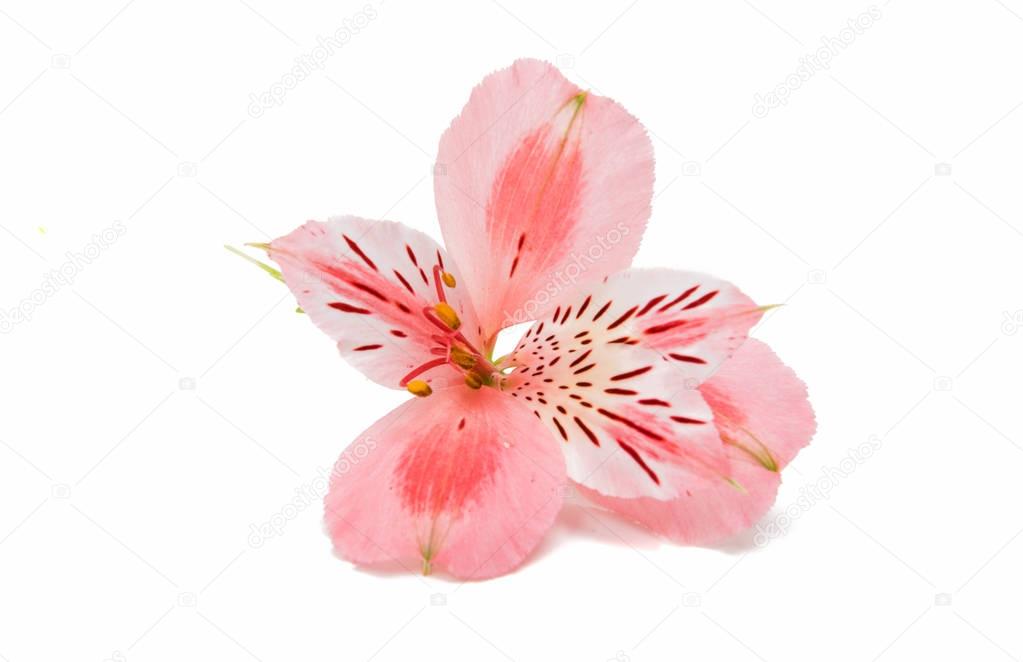 Pink alstroemeria summer flower