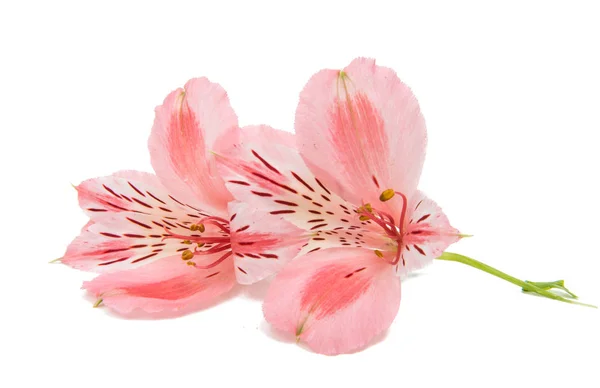 Pink alstroemeria summer flower — Stock Photo, Image