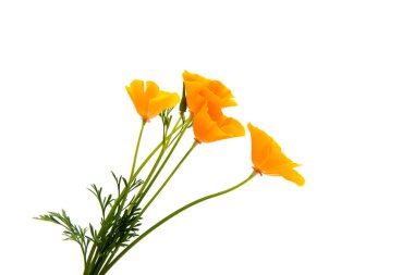 Güzel California izole Poppys