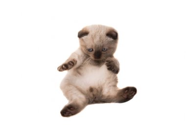 Bebek izole kedi yavrusu 