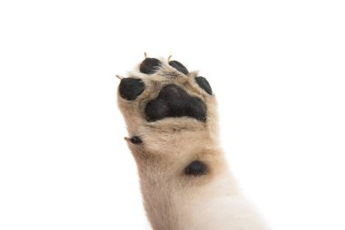 izole köpek yavrusu pençe 