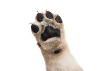 izole köpek yavrusu pençe 