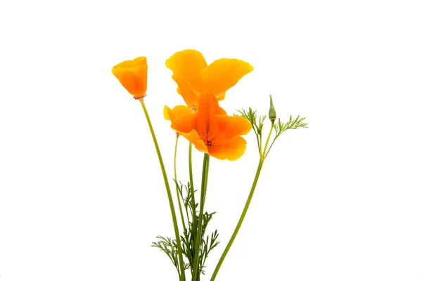 Beautiful California Poppys isolated — Stock Photo, Image