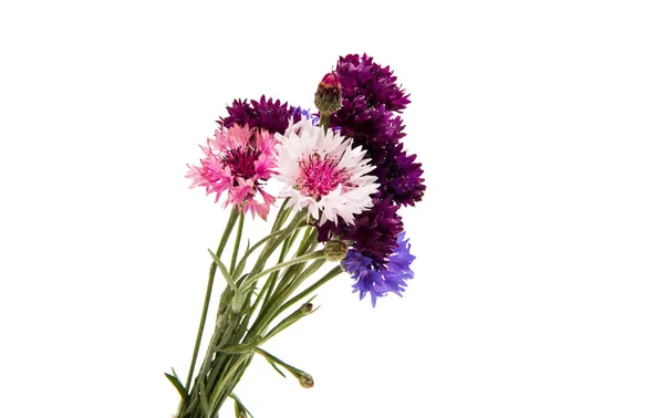 A bouquet of cornflowers — Stock Photo, Image