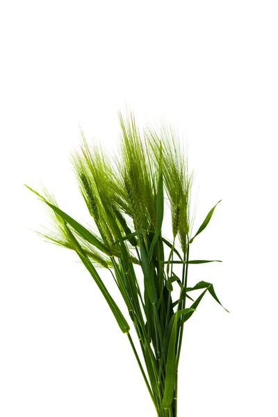 Green wheat agricultural — Stock Photo, Image