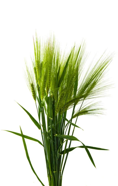 Green wheat agricultural — Stock Photo, Image