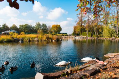 bir gölet sonbahar manzarası