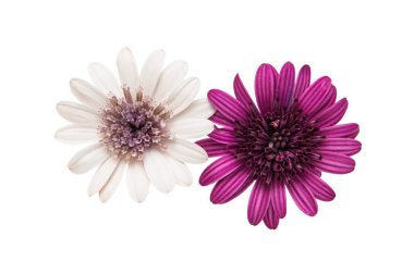 Osteosperumum Çiçek Papatyası Beyaz Arkaplanda İzole Edildi