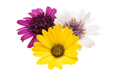 Osteosperumum Çiçek Papatyası Beyaz Arkaplanda İzole Edildi