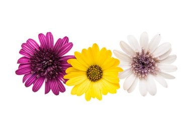 Osteosperumum Çiçek Papatyası Beyaz Arkaplanda İzole Edildi