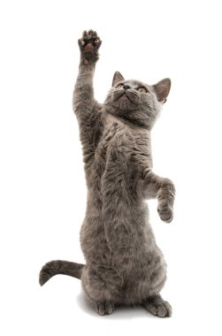 İzole Britanya ile ilgili stenografi Gri kedi 