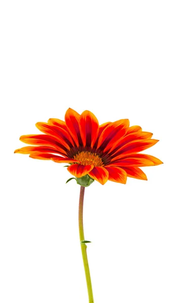 Gazaniya daisy blomman — Stockfoto