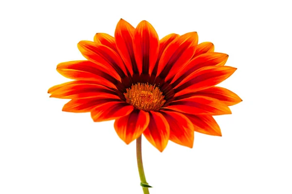 Gazaniya daisy flower — Stock Photo, Image