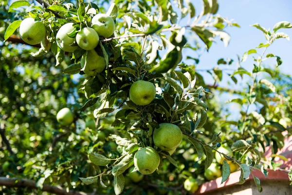 Yeşil elma elma ağacı dalı altında sunligh yaprakları ile büyümek — Stok fotoğraf