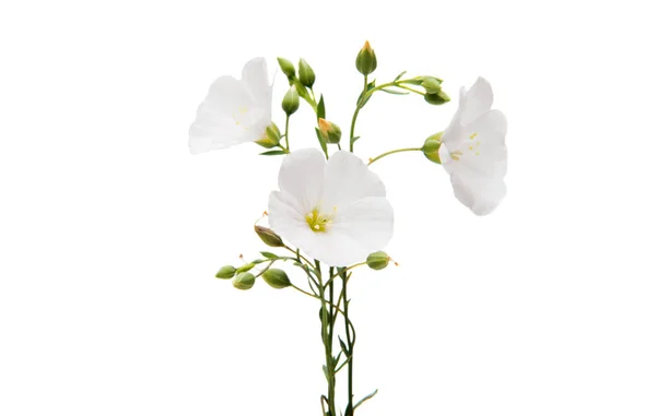 Fiore di lino bianco — Foto Stock