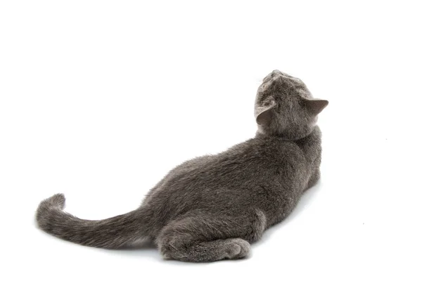 Británico taquigrafía gris gato aislado — Foto de Stock