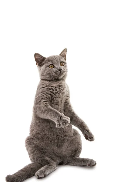 Britânico shorthair cinza gato isolado — Fotografia de Stock
