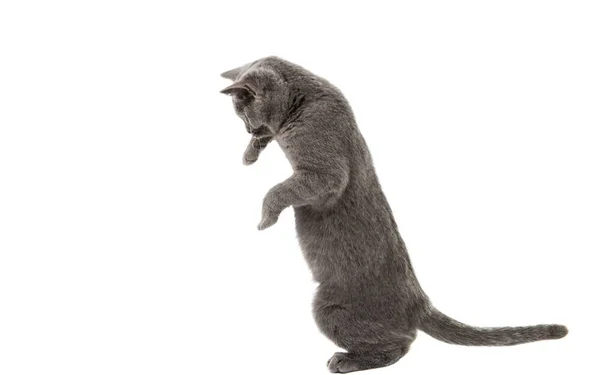 Británico taquigrafía gris gato aislado — Foto de Stock