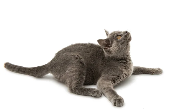 British shorthair grey cat isolated Royalty Free Stock Photos